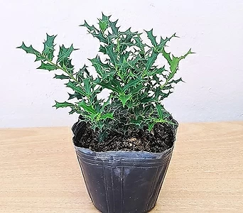 추위에 강한 호랑가시 나무(소품) 노지월동 월동식물 1