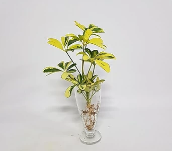 수경식물 프렌즈 컬러 홍콩야자(s) 2022 새상품/수경재배식물 1