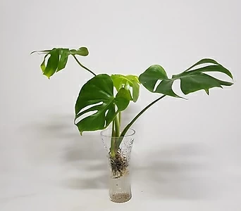 수경식물 프렌즈 몬스테라(M) 2022 새상품/수경재배식물 1