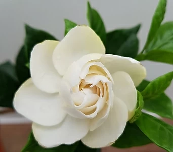 [진아플라워] 순백의 하얀꽃  치자나무 소형 069 1