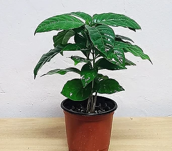 공기정화식물 커피나무(소품) 열매 키우기 열매누 관엽식물  1