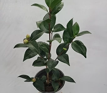 초절정 겨울식물 블랙로즈동백나무 중품 35-60cm 69 1