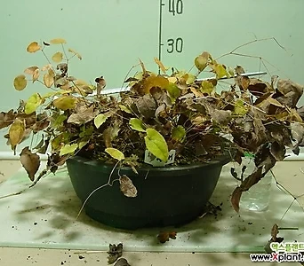 삼지구엽초 양귀비 특대주-15년 한덩이 묵은주-동일품배송 1