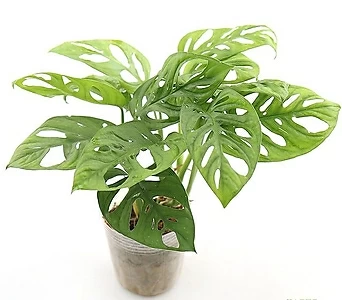 몬스테라 아단소니 오블리쿠아 공기정화식물 1