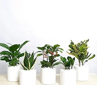 가드닝하우스白色的원형花盆실내공기정화식물반려식물인테리어식물선물용내눈에초록이를선물해보세요  1