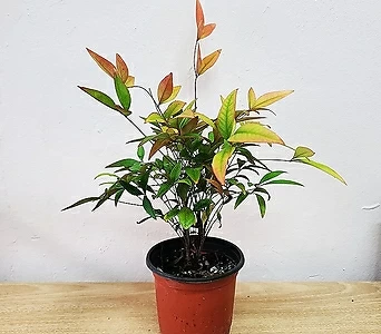 키우기 쉬운 식물 남천나무(소품) 추위에 강한식물 노지월동 감성인테리어식물 1
