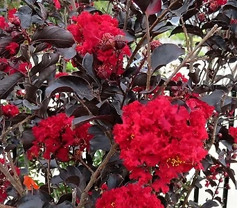 자엽백일홍나무 (블랙다이아몬드) 빨강꽃 삽목2년특묘,목하원예조경 1