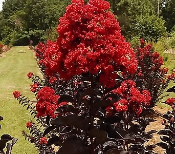 자엽백일홍나무 (블랙다이아몬드) 빨강꽃 삽목2년특묘,같이가치농원 1