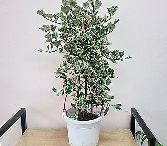 Ficus elastica variegata 20 1