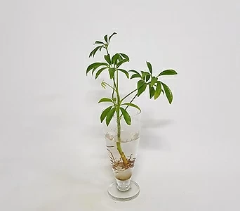 수경식물 프렌즈 홍콩야자 1촉(s) 2022 새상품/수경재배식물 1