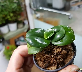 Phalaenopsis japonica  1