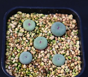 Conophytum pagaea ssp.(파가에) 모듬 011230 1