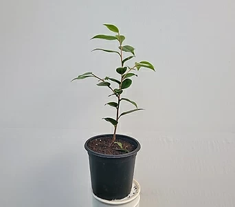 특가상품 중형 서향동백나무 중품 35-55cm 69 1