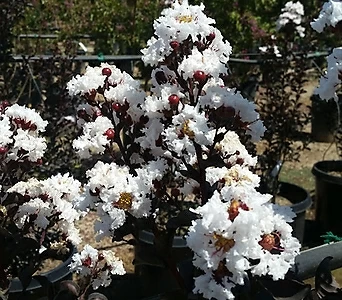 배롱나무 백일홍나무 자엽백일홍 블랙다이아몬드 흰색 묘목 삽목2년 특묘 1