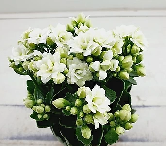 퀸로즈칼란디바 흰꽃 1