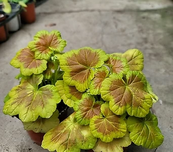 Pelargonium(Geranium) 59 1