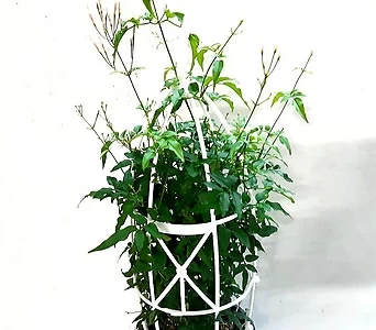 Jasminum polyanthum Franchet  1