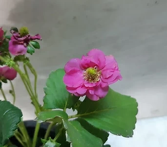 핑크색 꽃이 예쁜 딸기 1