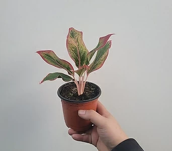 Sedum rubrotinctum cv.Aurora 15-25cm 35 1
