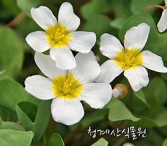 꽃대 심플렉스 사랑초 / 사진촬영 2022년 1월10일 1