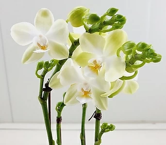 호접란 아마스위트그린 3꽃대 1