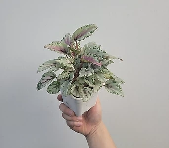 Begonia 15-25cm 69 1