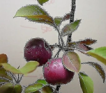 흑사과 8-메이폴사과-열매무조건달림-동일품배송 1