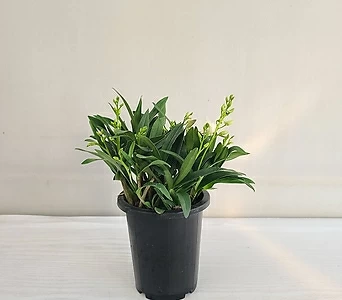 긴기아난 흰색 공기정화식물 반려식물 1