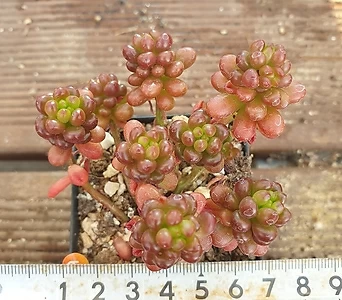 Sedum Rubrotinctum Redberry 99 . 1