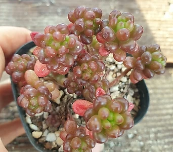 Sedum Rubrotinctum Redberry 98  ( 1