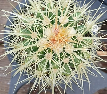 Echinocactus grusonii 40 .. 1