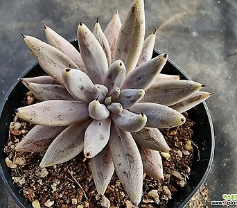 Echeveria unguiculata 1-1070 1