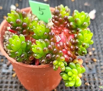 Sedum Rubrotinctum Redberry5 5 1