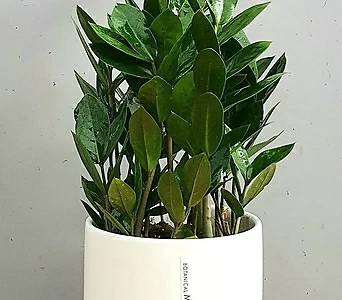 variegated ,  50cm 1