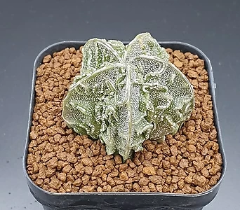 Mammillaria herrerae  1