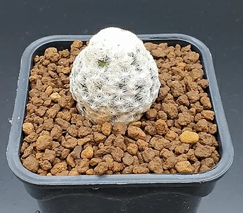 Mammillaria herrerae  1