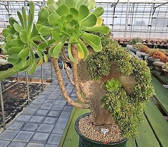 Aeonium arboreum . 1