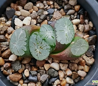 Haworthia maughanii 10-143 1
