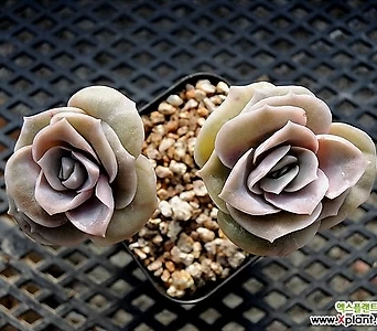 Echeveria Lovely Rose  1