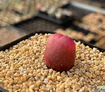 레드 마우가니(Red Conophytum Maughanii)-1279 코노피튬 국내실생 소형 반려 인테리어식물 고품질 특 1
