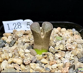 Conophytum friedrichiae(프리드리치에1.28) 1