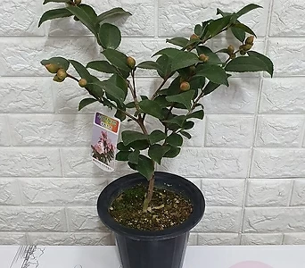 서향동백33 - 향기나는 동백나무 1