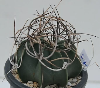 ficus retusa bonsai cura Ginseng Ficus Bonsai: Ficus retusa main image 0