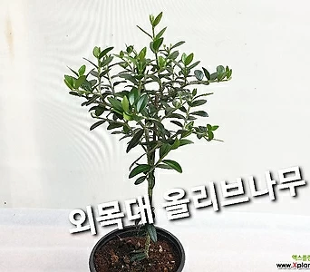 귀여운 외목대 올리브나무 1