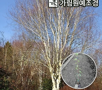 자작나무 잭큐몬티 도랜버스 4치장포트 백자작 가림원예조경 1