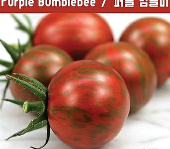 Purple Bumblebee 퍼플 범블비 방울토마토  달콤한 희귀토마토 교육체험용 세트 1