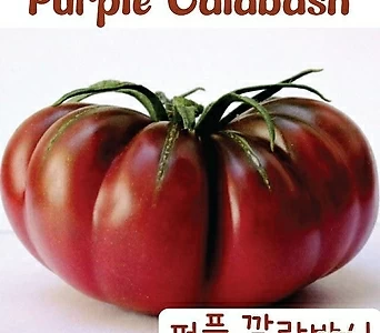 퍼플 깔라바시 Purple Calabash  큰토마토  달콤한 희귀토마토 교육체험용 세트 1