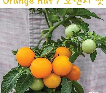 오렌지 햇  Orange Hat 희귀 난쟁이 토마토 교육용 체험용 키우기세트 1
