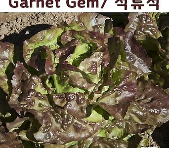 유럽상추키우기 Garnet Gem 석류석 상추 키우기세트 수경재배 교육용 체험용 1