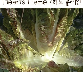 하트 플레임 Hearts Flame 유럽상추키우기 상추  키우기세트 수경재배 교육용 체험용 1